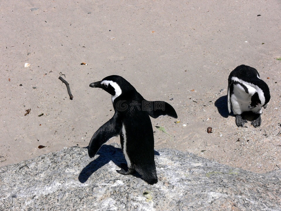 企鹅,西蒙镇,南非