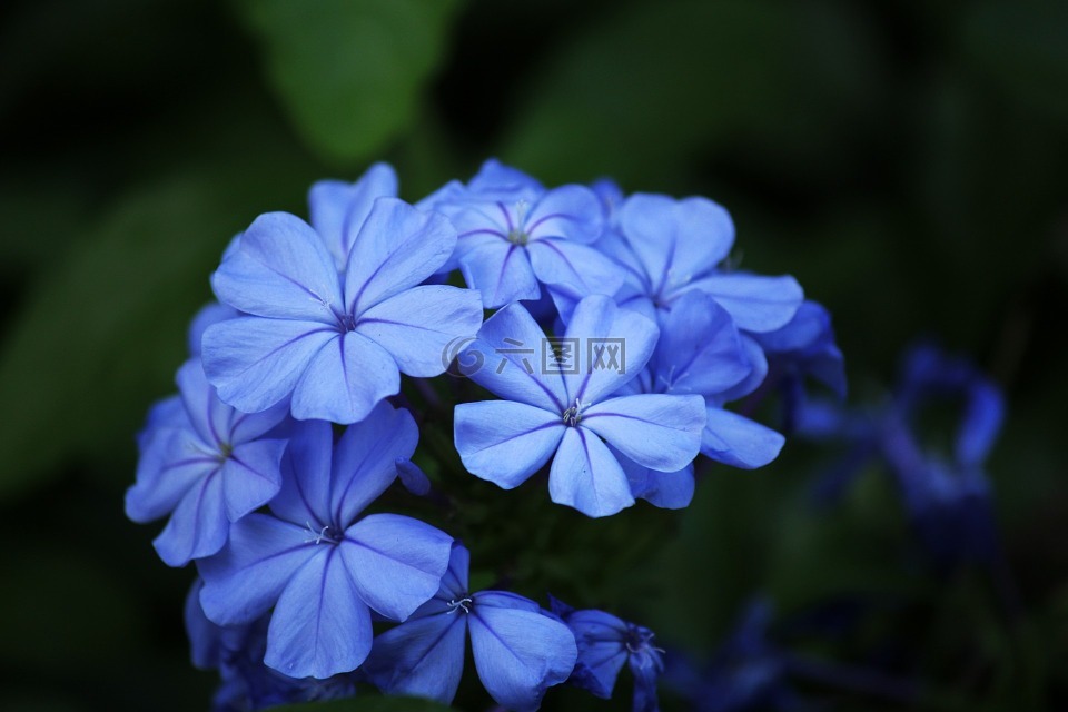 蓝色花,花瓣,蓝色的花瓣