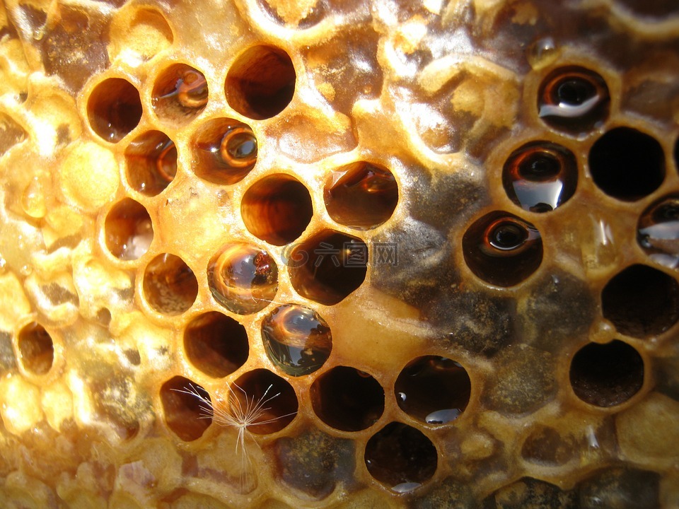 蜂蜜,蜂巢,框架