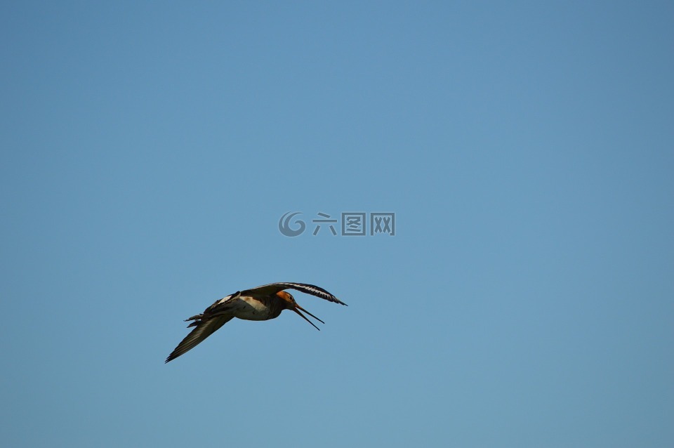 godwit,鸟,春