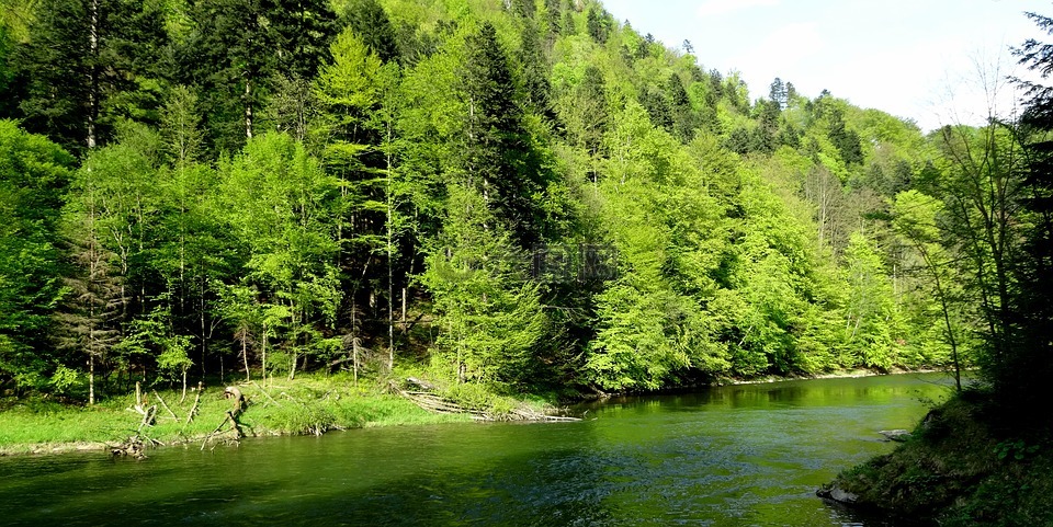 pieniny,树,春