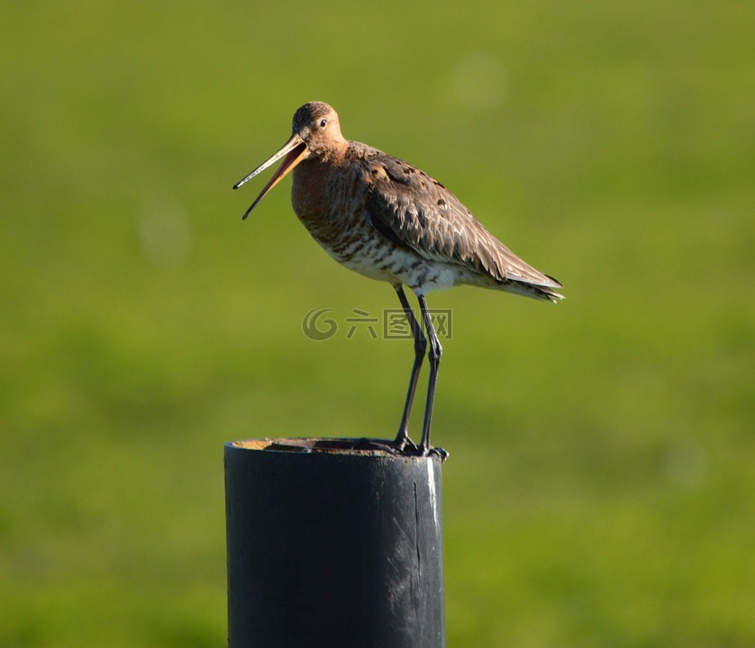 godwit,鸟,春