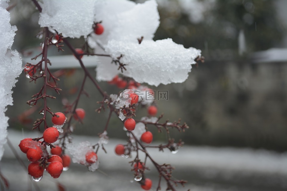 冬季 南天 雪高清图库素材免费下载 图片编号 六图网