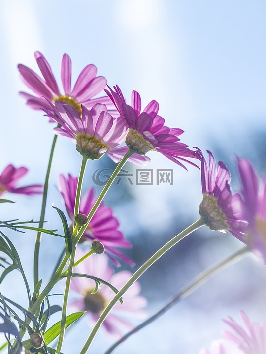 粉红色,菊花,花
