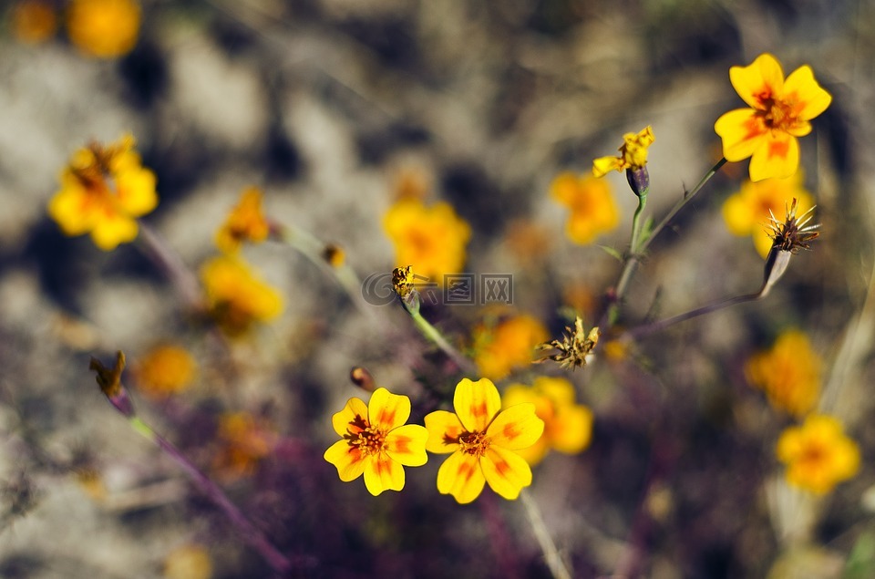 花,黄色,选择性焦点