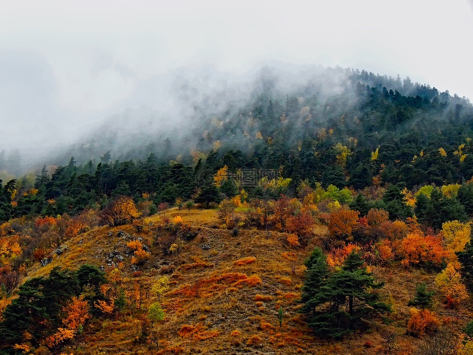 法国,雾,秋