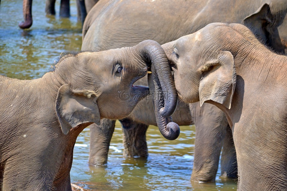 年轻的大象,婴儿大象,孤儿大象