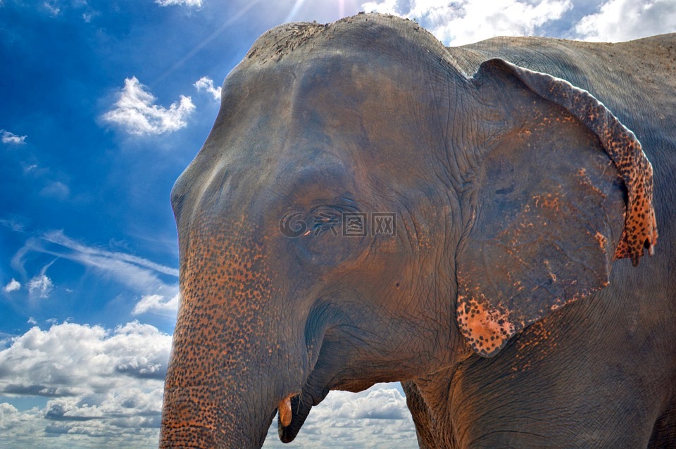 象,亚洲大象,巨人
