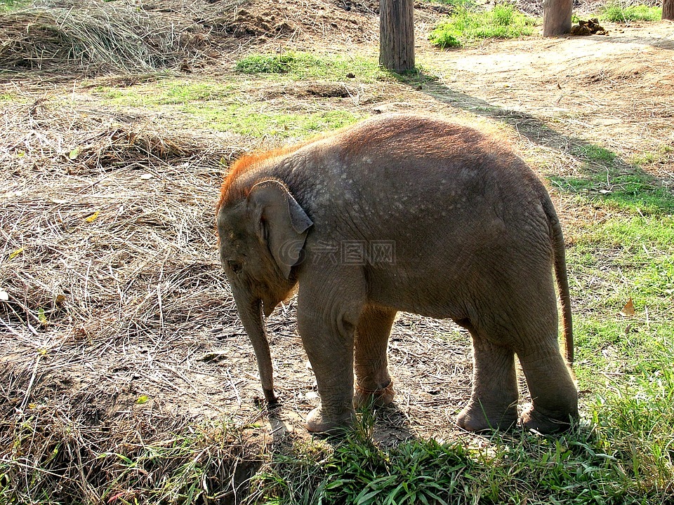 大象,小象,尼泊尔