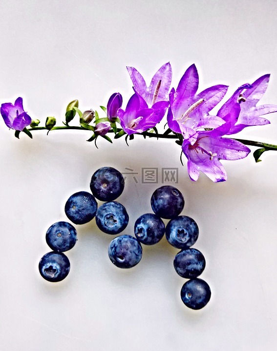 野风信子,紫,蓝莓