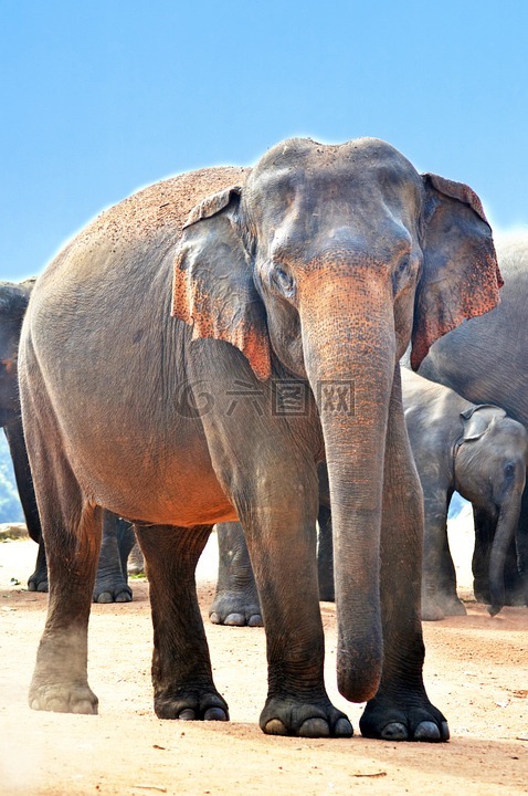 印度大象,象,台车