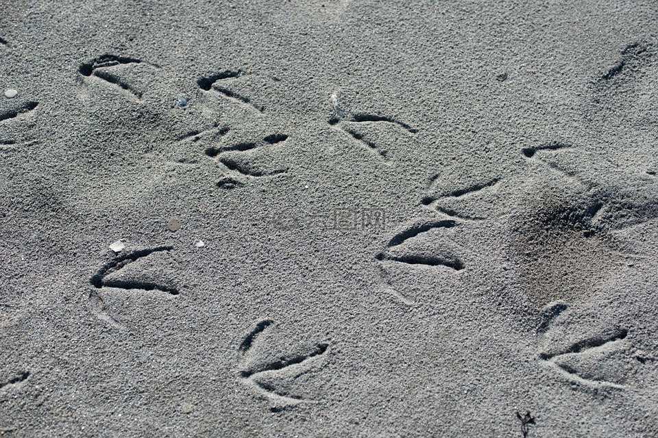 海滩,在沙子里的曲目,脚印