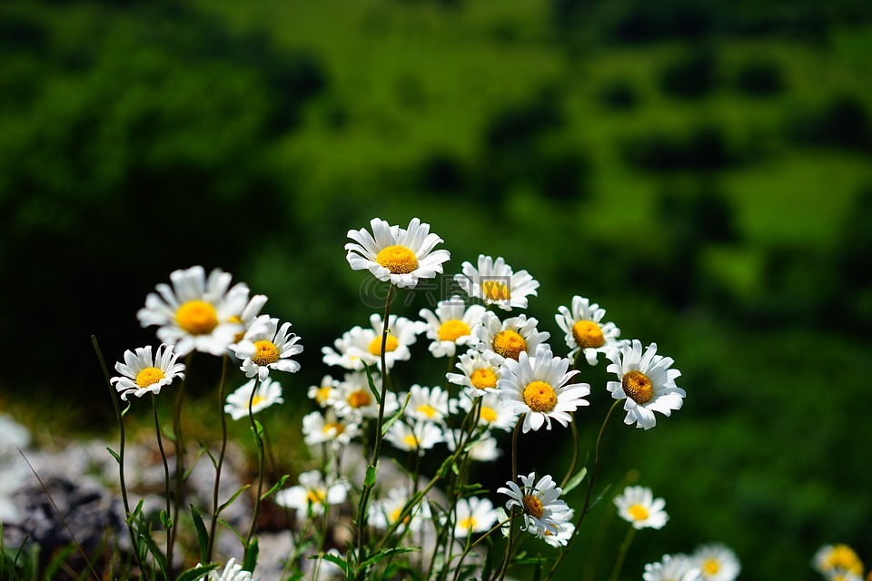 草地 margerite,雏菊,鲜花