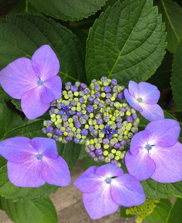 绣球花,鲜花,紫色