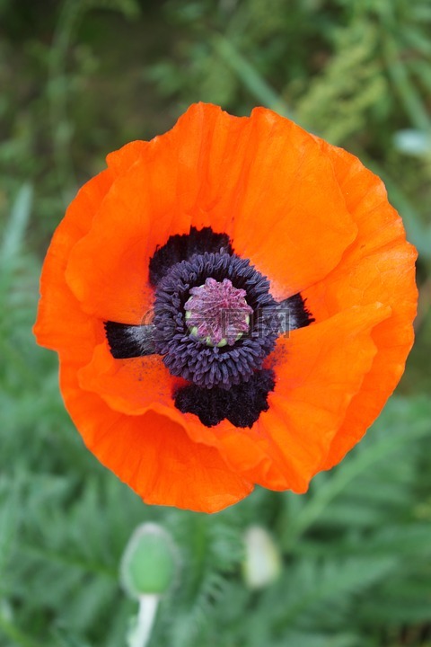 罂粟花,性质,粉红色的罂粟花