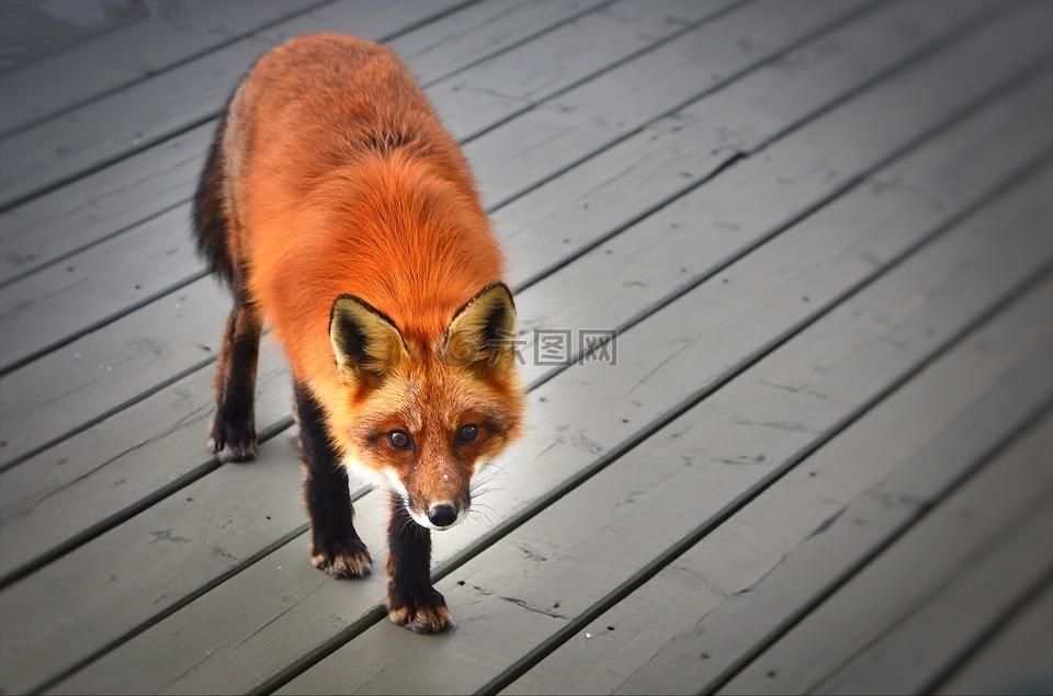红狐狸,野生动物,性质