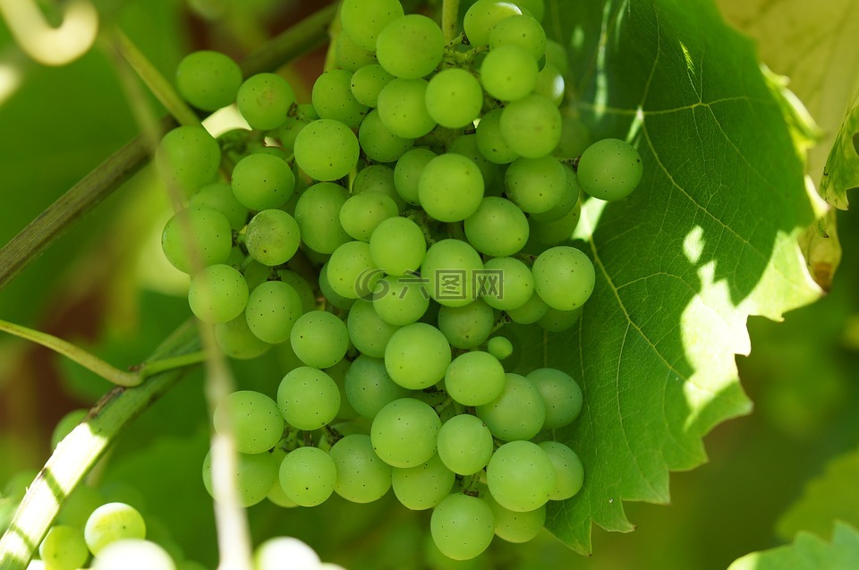 绿葡萄,酒,葡萄种植