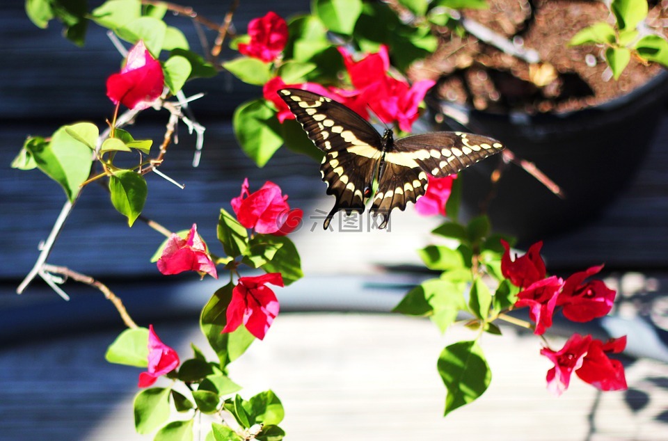 蝴蝶,后院,九重葛