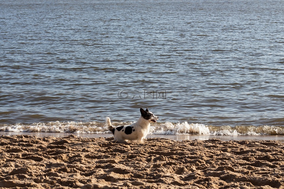 狗,海滩,威尔士柯基