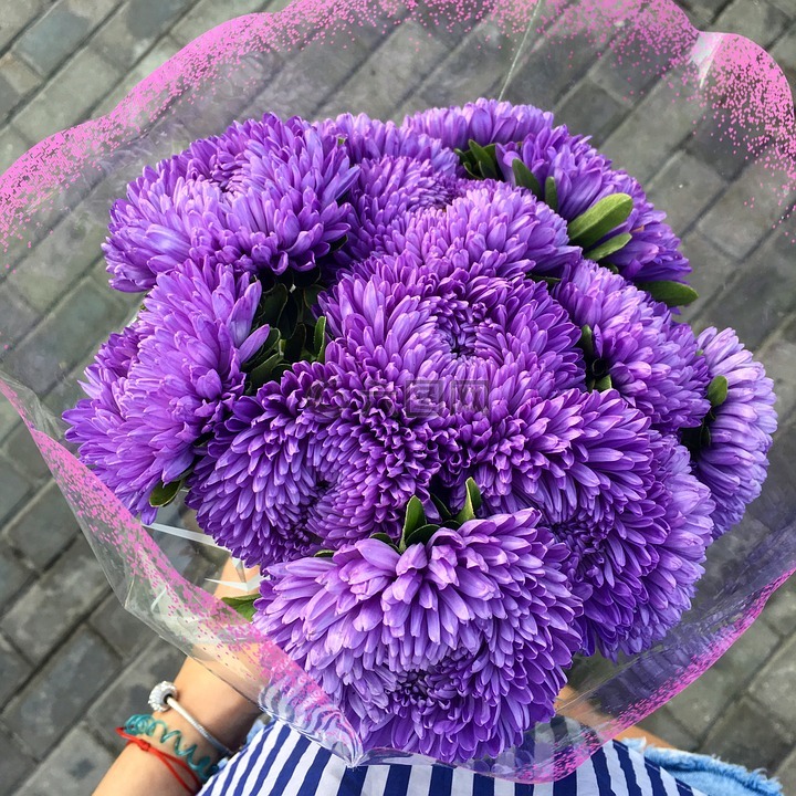紫苑,花束,鲜花