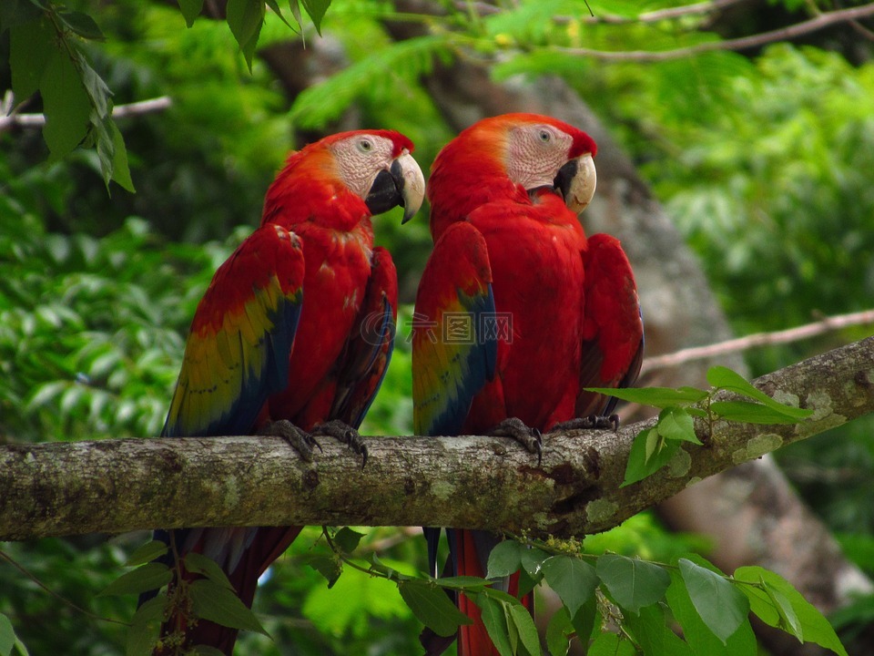 guacamayas,树,性质