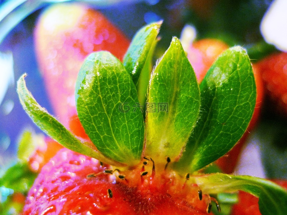 草莓,水果,特写