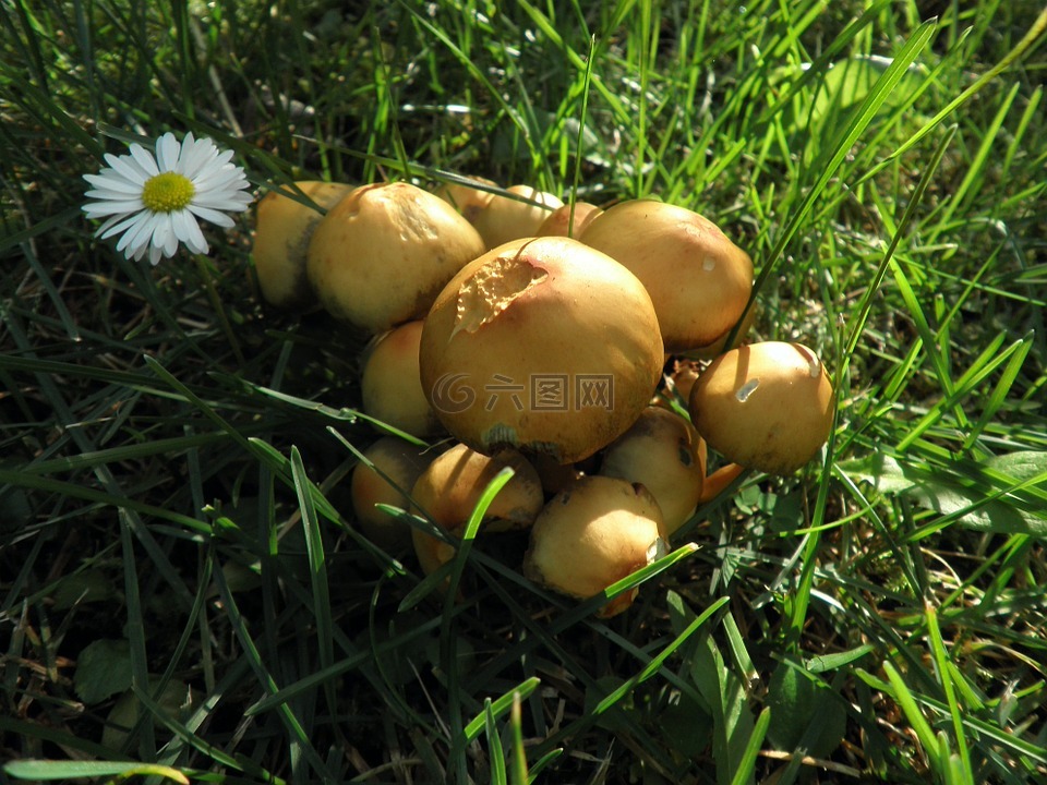 蘑菇,黄色,小