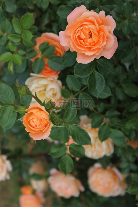 茶玫瑰,蔷薇,植物