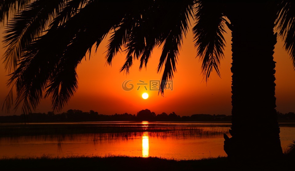日落,棕榈树,拉古纳