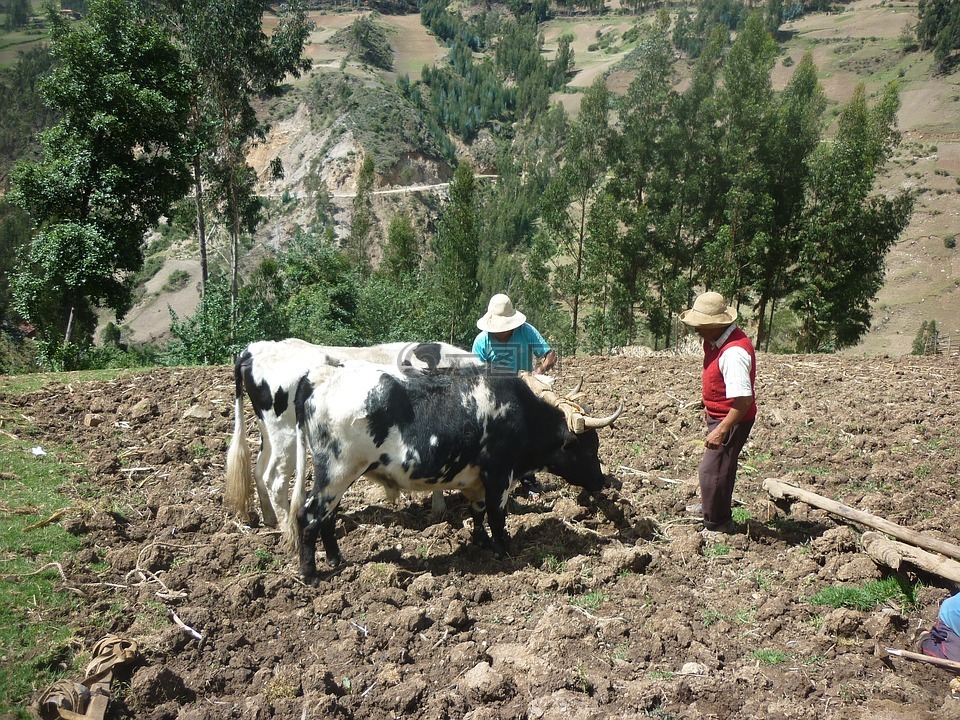 母牛,农场,牲畜
