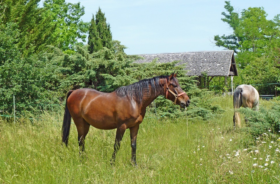 马,阿拉伯纯种,阿拉伯语