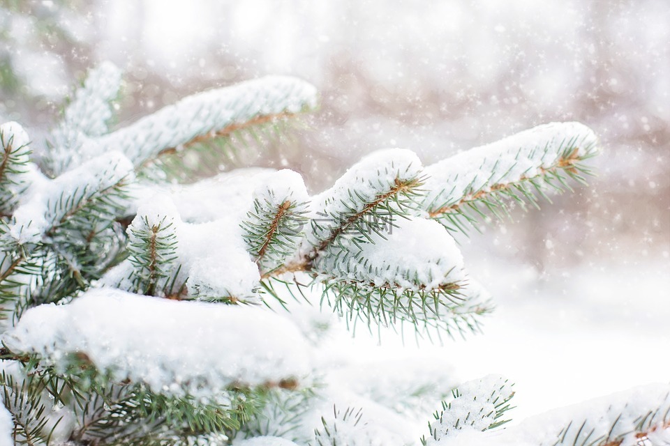 雪松树,松枝,冬天