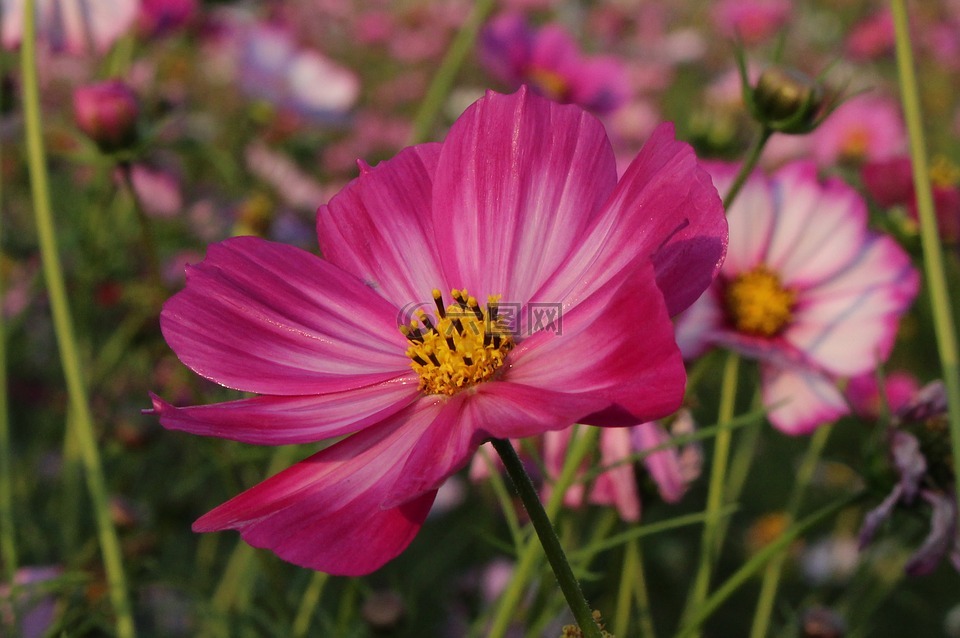 格桑花,花朵,景色