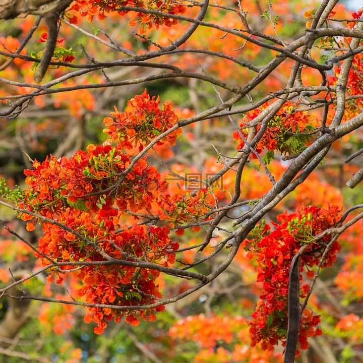 開花的樹,性質,花