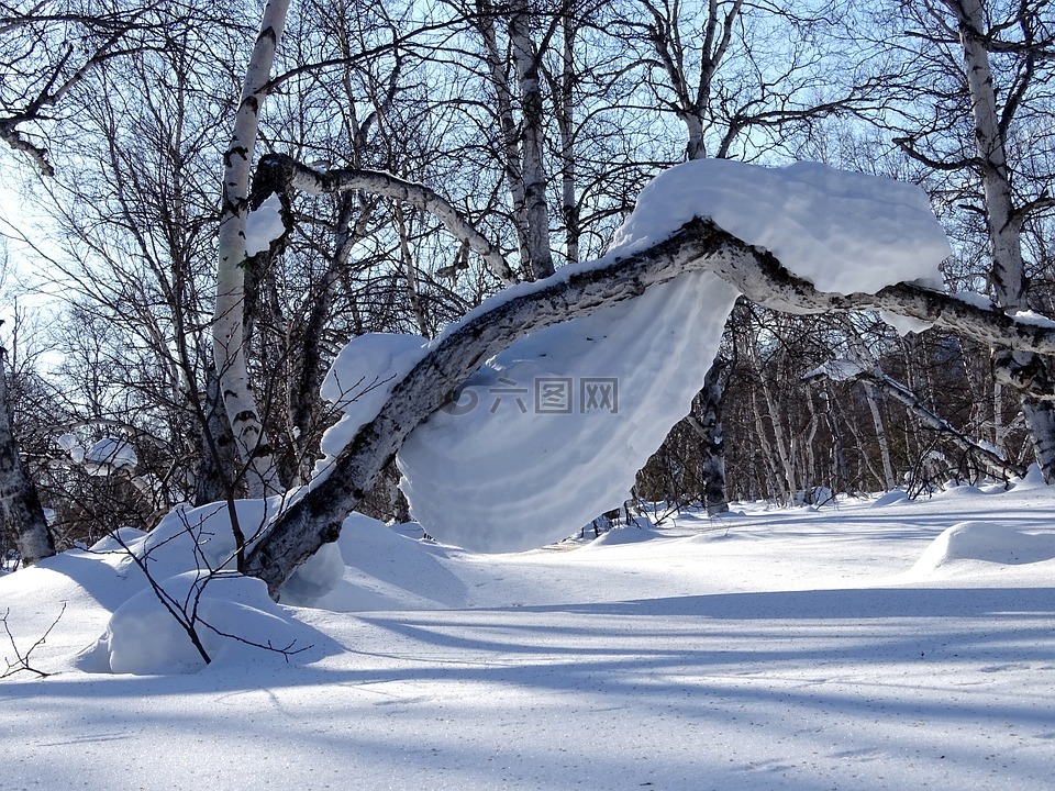 森林,斯诺德里夫特,雪帽