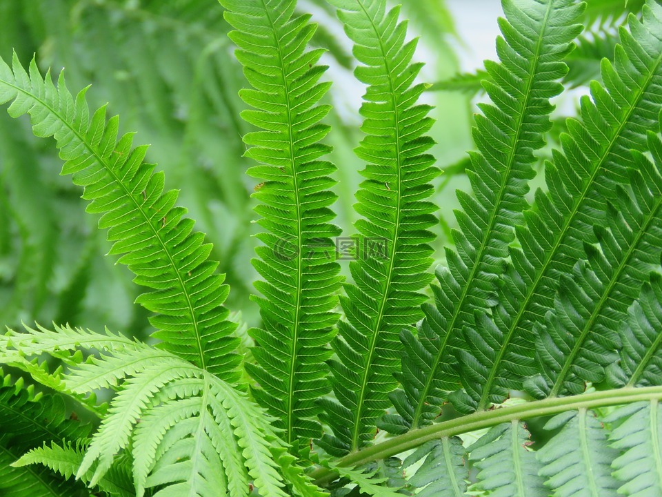 蕨类植物,植物,绿色