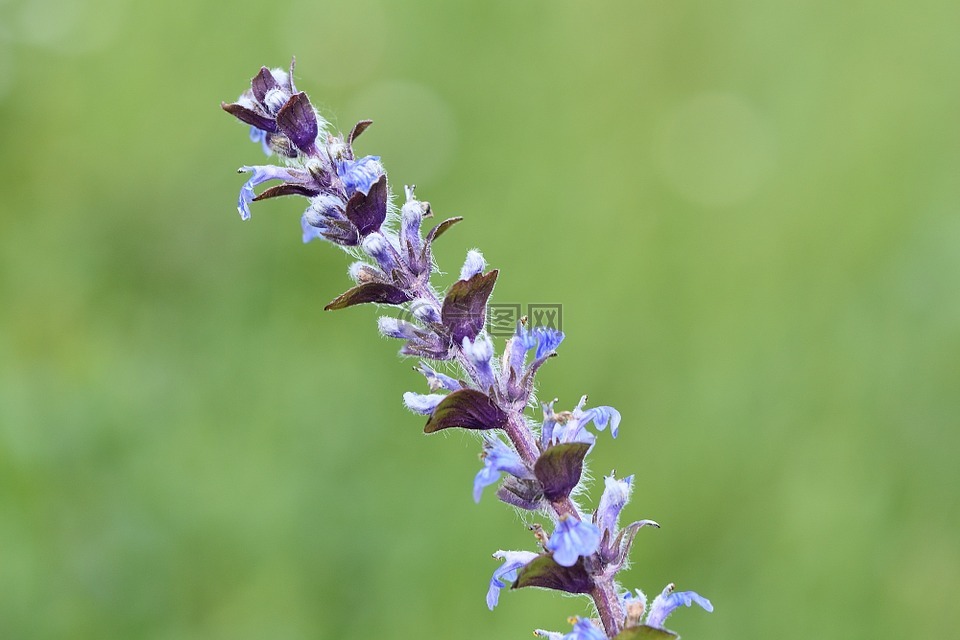 ajuga günsel,夏枯草绢,厂