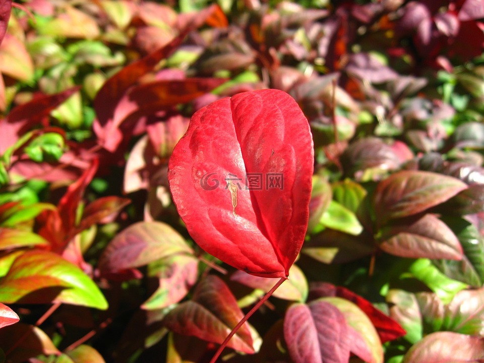 秋季树叶,红色,叶