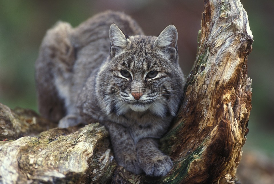 山猫,野生动物,捕食者