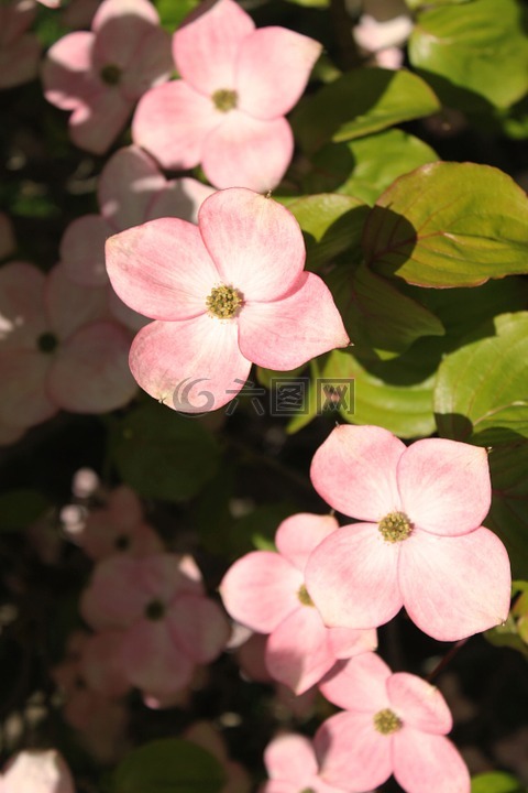 粉红山茱萸,山茱萸,木本植物