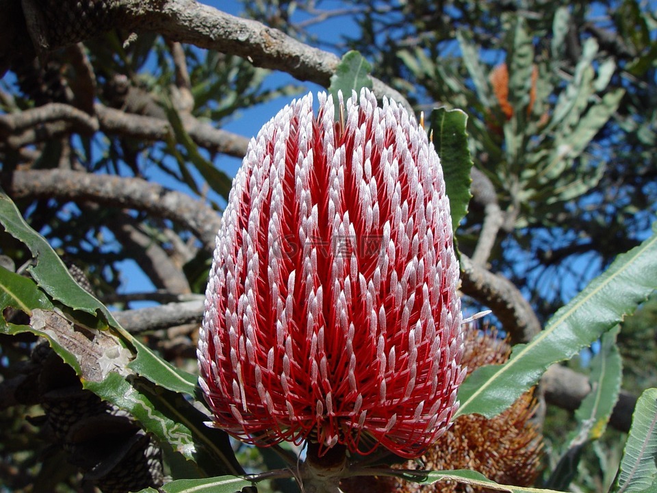 艾幕角,花,澳大利亚