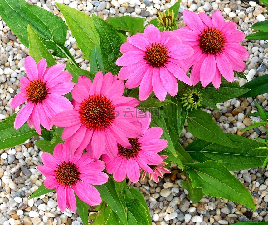 紫锥菊,工厂,花卉