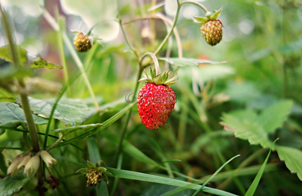 草莓,野草莓,植物