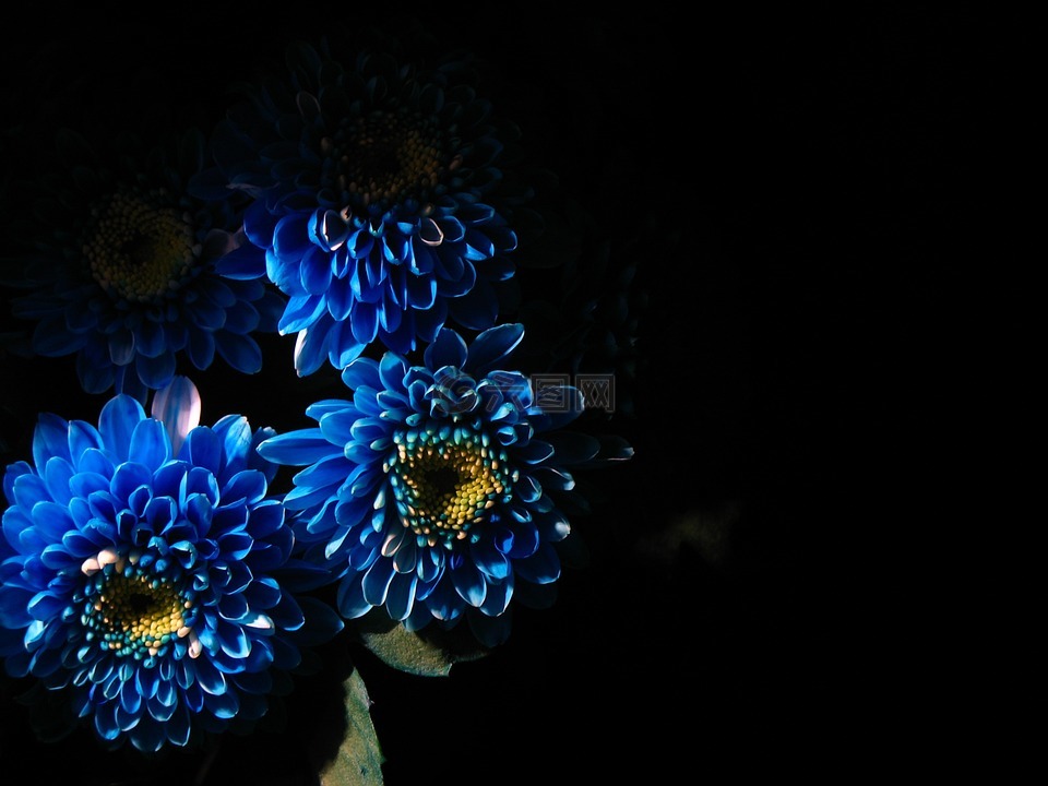 蓝色,鲜花,壁纸