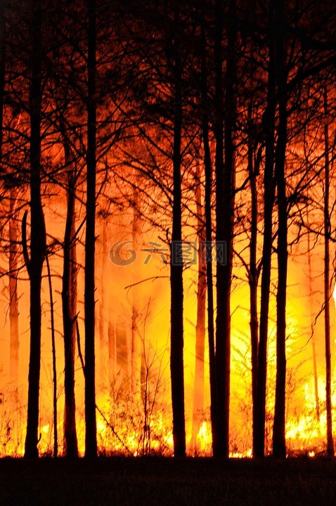 森林火灾,树,自然