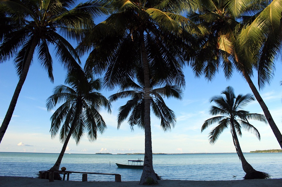 海滩,椰子树,kei群岛