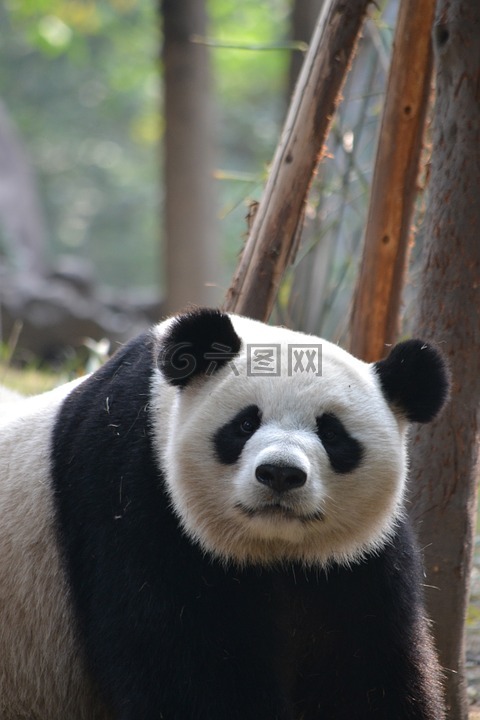 大熊猫,成都,中国