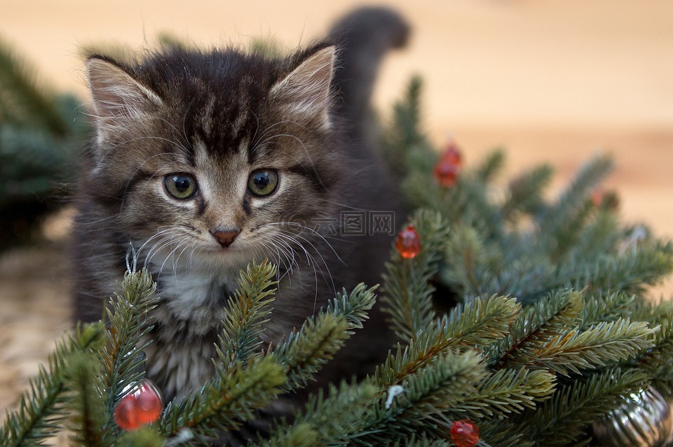 小猫,新的一年的平安夜,冷杉树枝