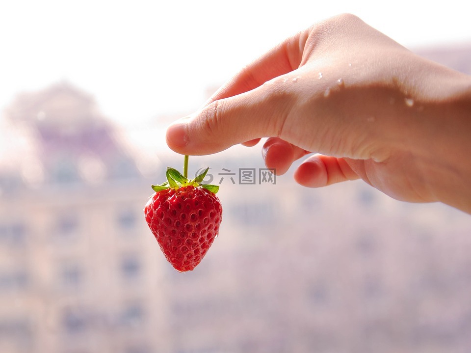 草莓,手,水果