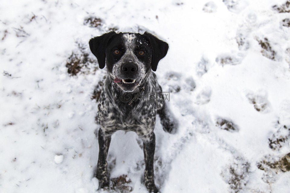 狗,雪,脚步声